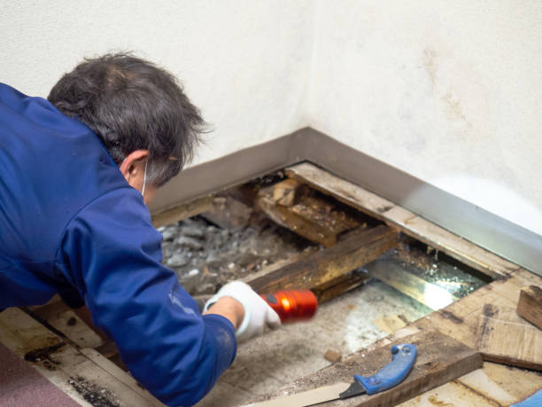 Best Affordable Mold Removal  in Pine City, MN