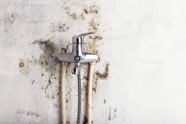 Best Toxic Mold Removal  in Pine City, MN