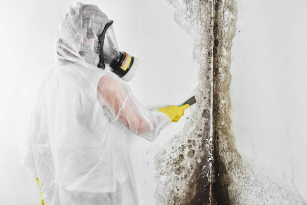 Best Attic Mold Removal  in Pine City, MN