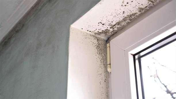 Pine City, MN Mold Removal Company