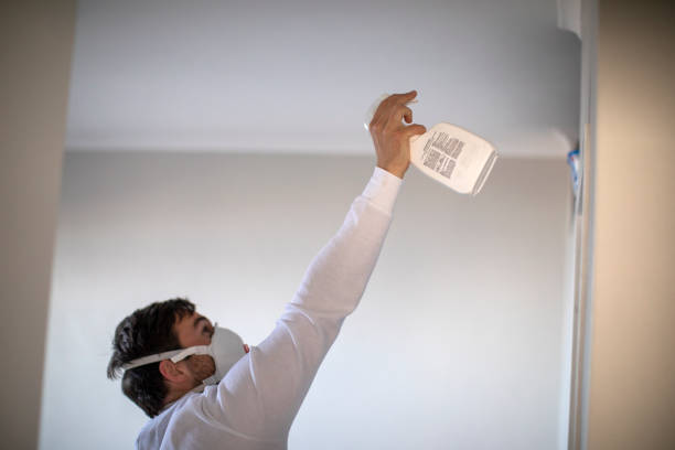 Best Affordable Mold Removal  in Pine City, MN