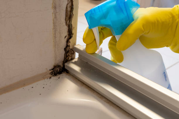 Best Office Mold Removal Services  in Pine City, MN
