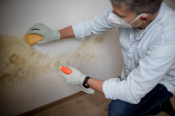 Best Mold Testing  in Pine City, MN