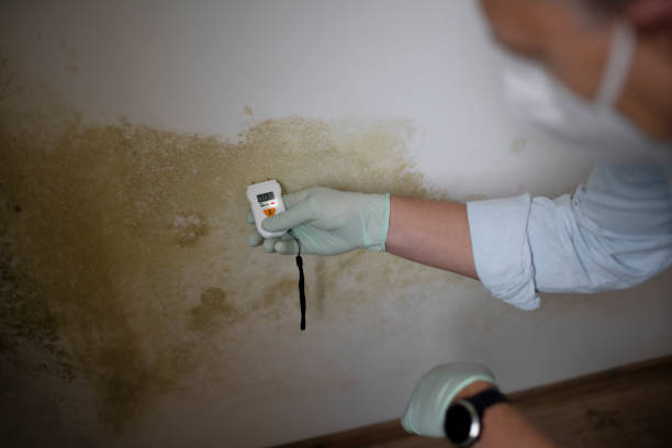 Best Home Mold Removal  in Pine City, MN