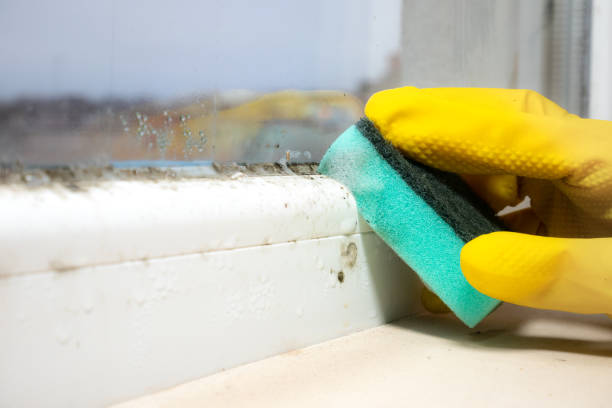 Best Black Mold Removal  in Pine City, MN