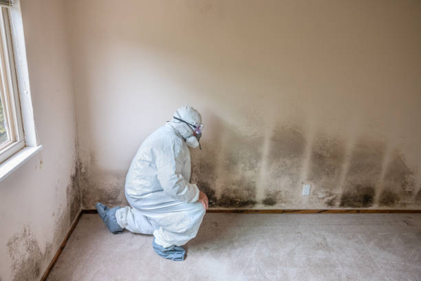Best Local Mold Removal Service  in Pine City, MN